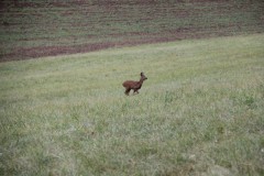 IMG_2394
